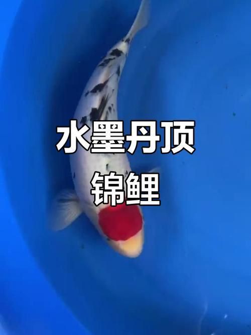 劣質丹頂錦鯉圖片