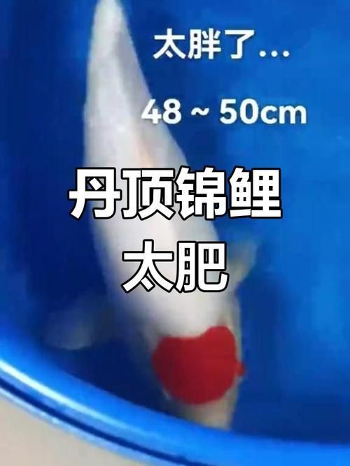 劣質丹頂錦鯉圖片