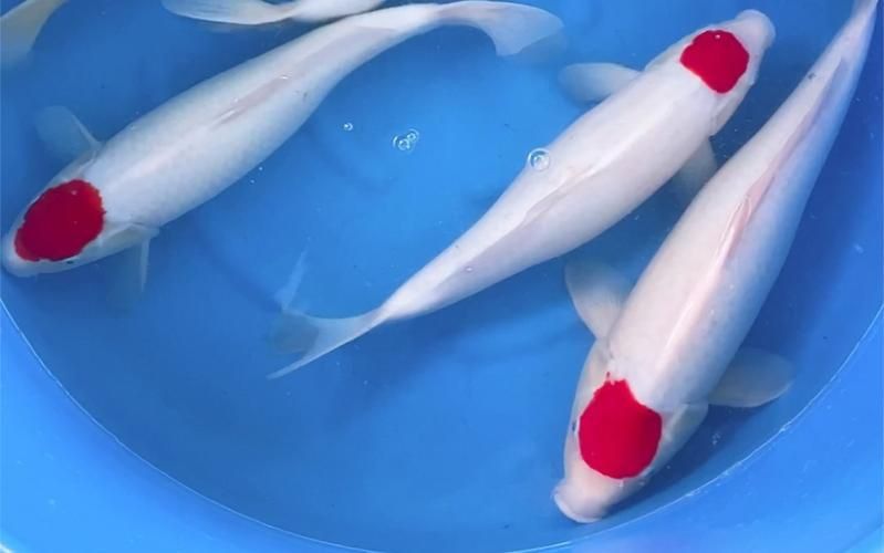 劣質丹頂錦鯉圖片