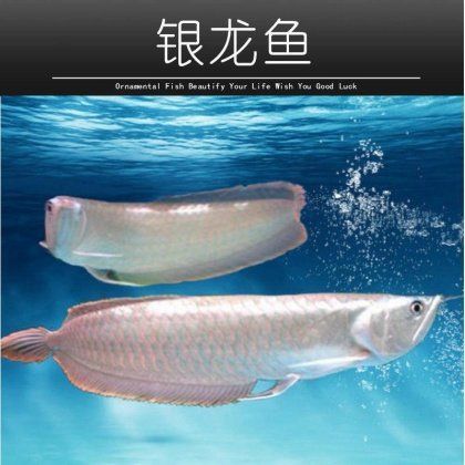 龍魚批發(fā)市場最新消息價(jià)格表
