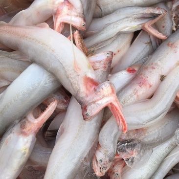 龍魚批發(fā)市場最新消息價(jià)格表