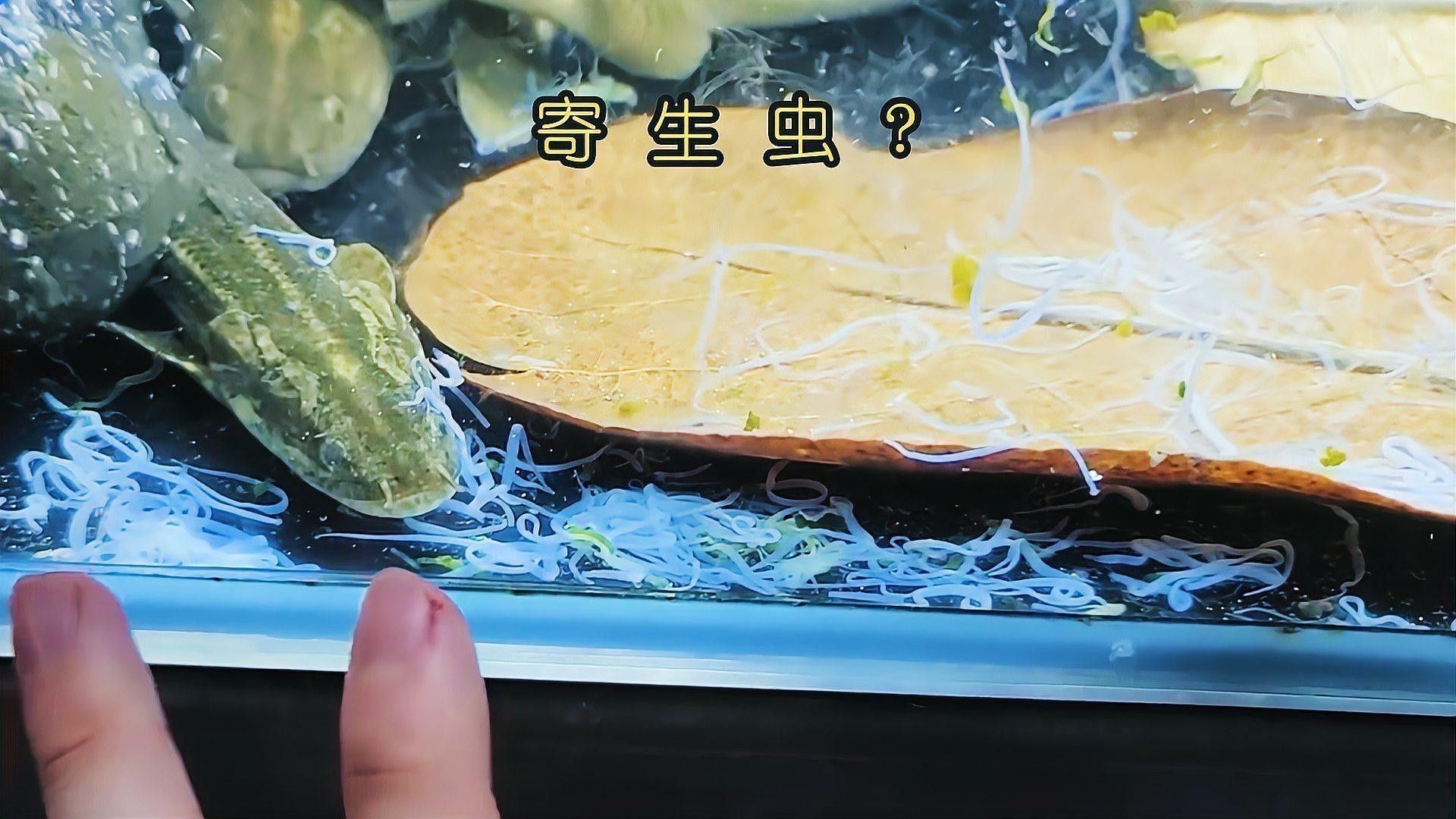 龍魚寄生蟲防<strong><mark>治多</mark></strong>久一次？