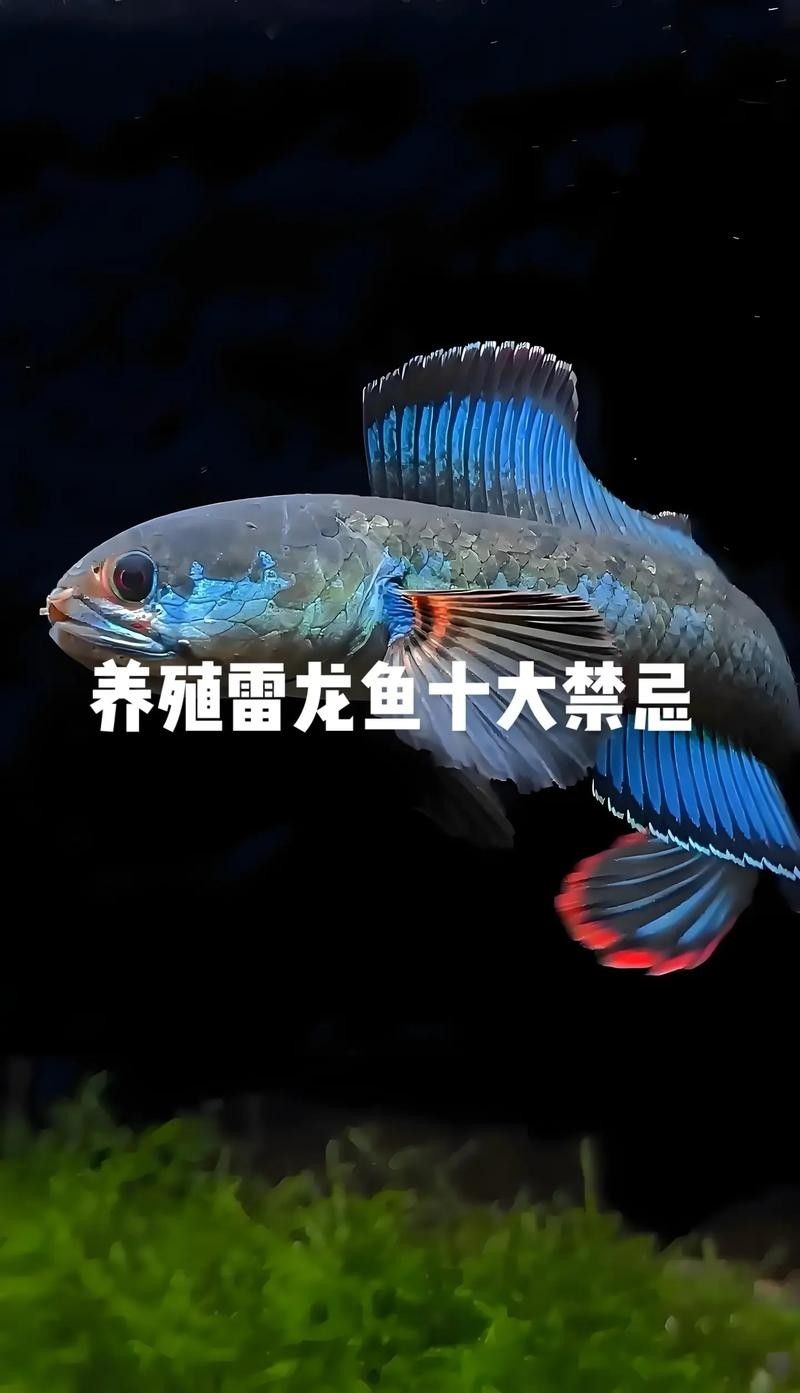 龍魚的虎斑是什么品種的圖片
