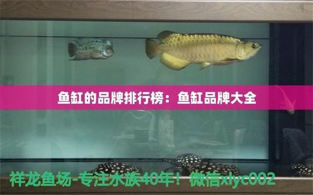 魚缸知名品牌大全（魚缸品牌性價比對比） 魚缸知名品牌大全（魚缸品牌性價比對比） 龍魚百科 第3張