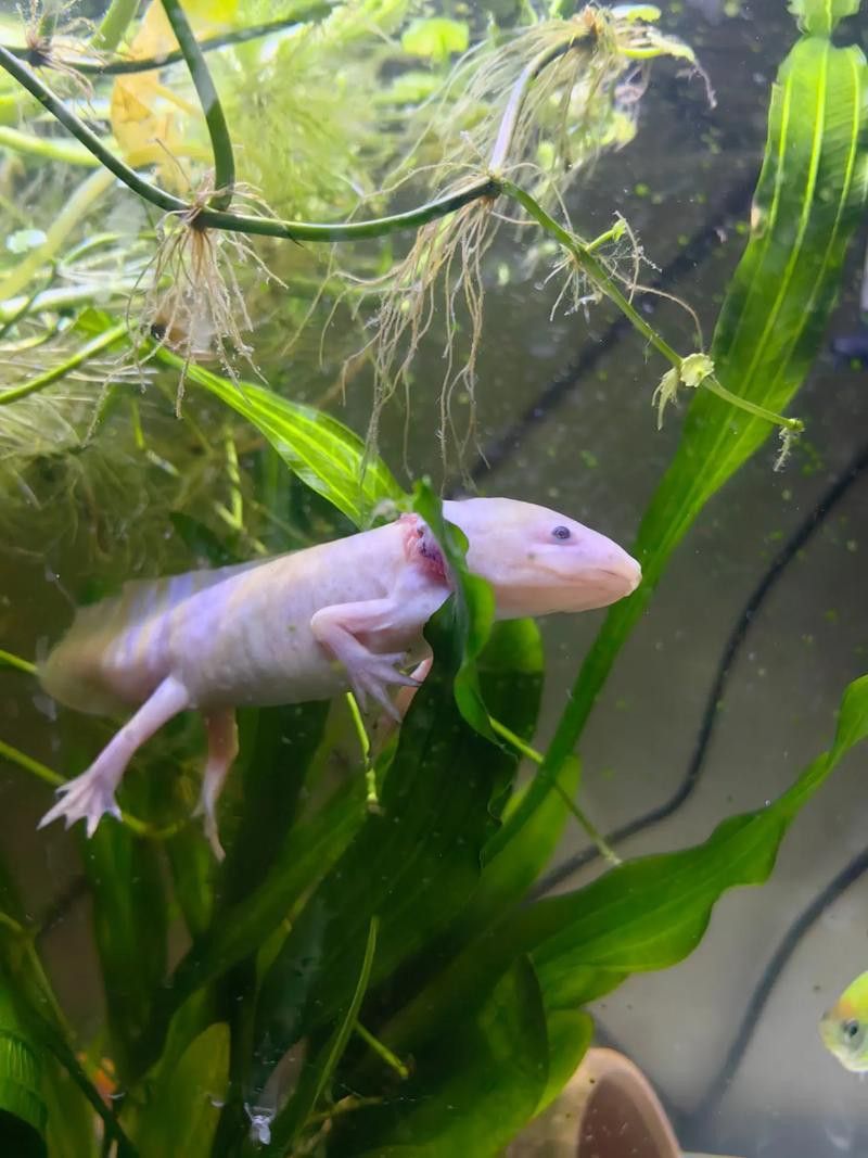六角龍魚(yú)樣子圖片大全