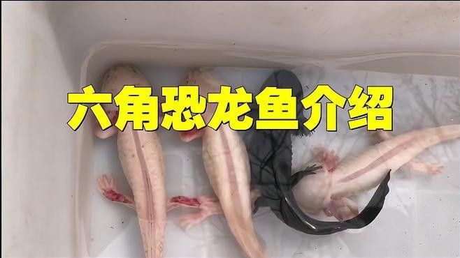 六角龍魚(yú)樣子圖片大全