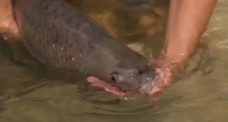 馬來忘不了魚多少錢