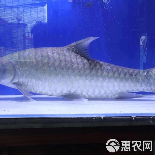 馬來忘不了魚多少錢