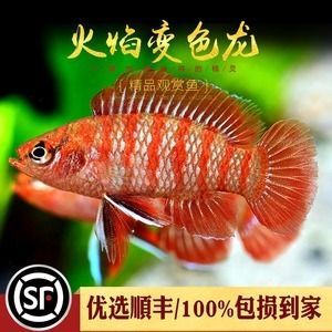 紅龍魚咋變色了【紅龍魚變色與環境的關系】