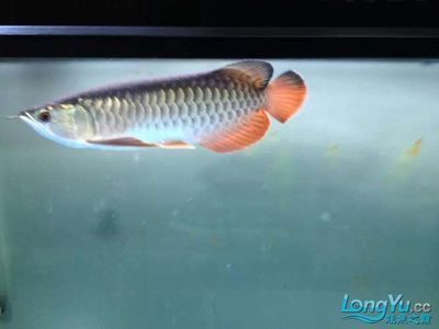 一米的金龍魚：一米的金龍魚是一種壯觀且有價值的觀賞魚