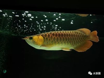養龍魚有什么意義嗎：養龍魚的主要意義