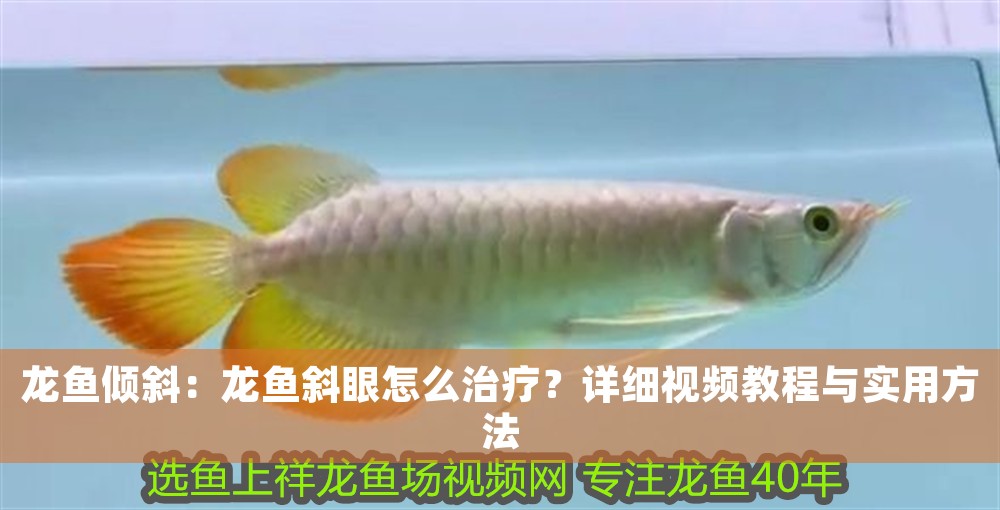 龍魚傾斜：龍魚斜眼怎么治療？詳細視頻教程與實用方法