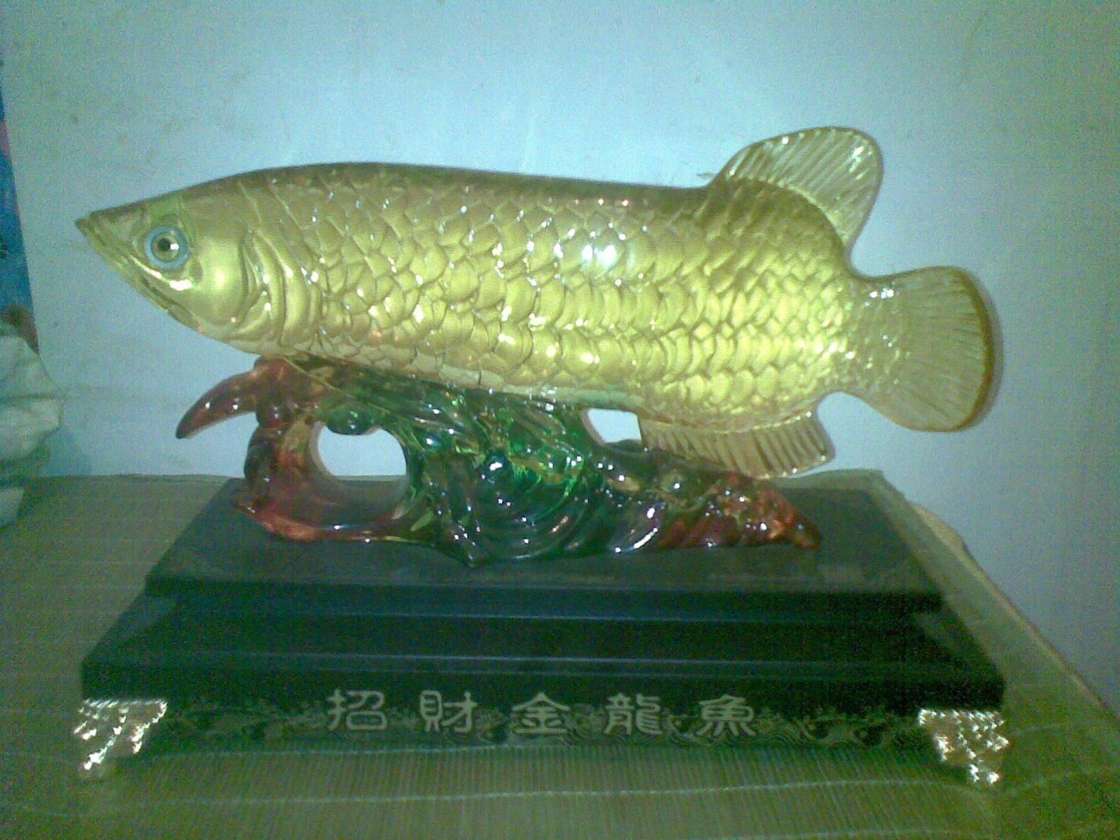 二手金龍魚買賣交易（二手金龍魚買賣信息）
