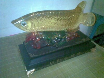 二手金龍魚買賣交易（二手金龍魚買賣信息）
