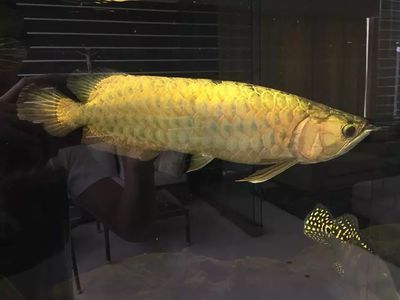 金龍魚身材比例圖：金龍魚的身材比例 金龍魚身材比例圖：金龍魚的身材比例 龍魚百科 第1張