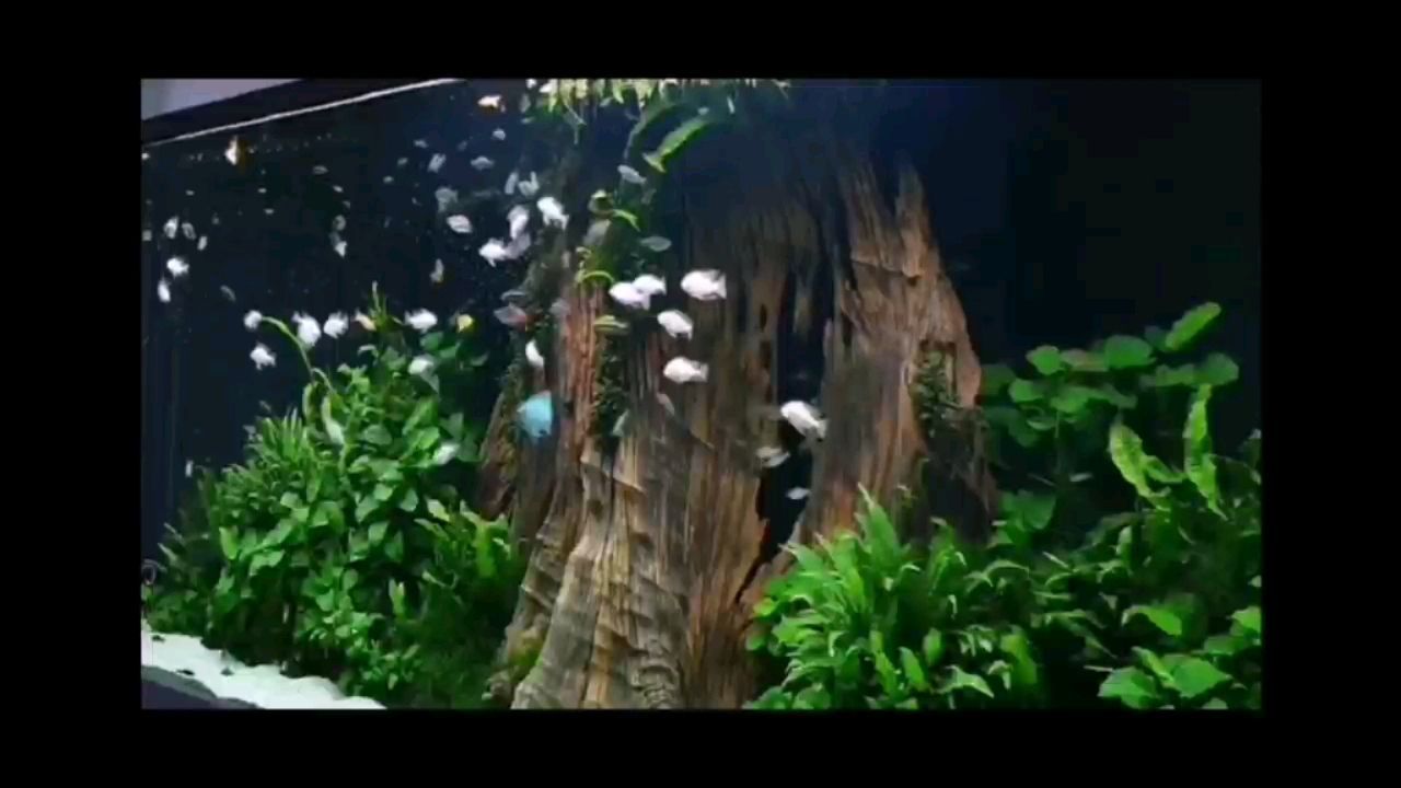 聊城水族館這樣擦缸6不