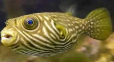 虎頭鯊和龍魚能混養嗎：虎頭鯊和龍魚可以混養嗎 虎頭鯊和龍魚能混養嗎：虎頭鯊和龍魚可以混養嗎 龍魚百科 第3張