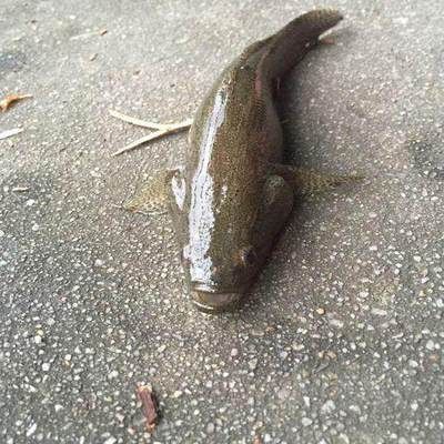 虎頭鯊和龍魚能混養嗎：虎頭鯊和龍魚可以混養嗎 虎頭鯊和龍魚能混養嗎：虎頭鯊和龍魚可以混養嗎 龍魚百科 第2張