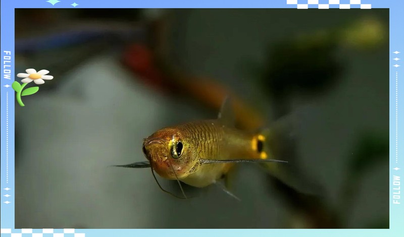 龍須貓魚混養需要多大的魚缸？