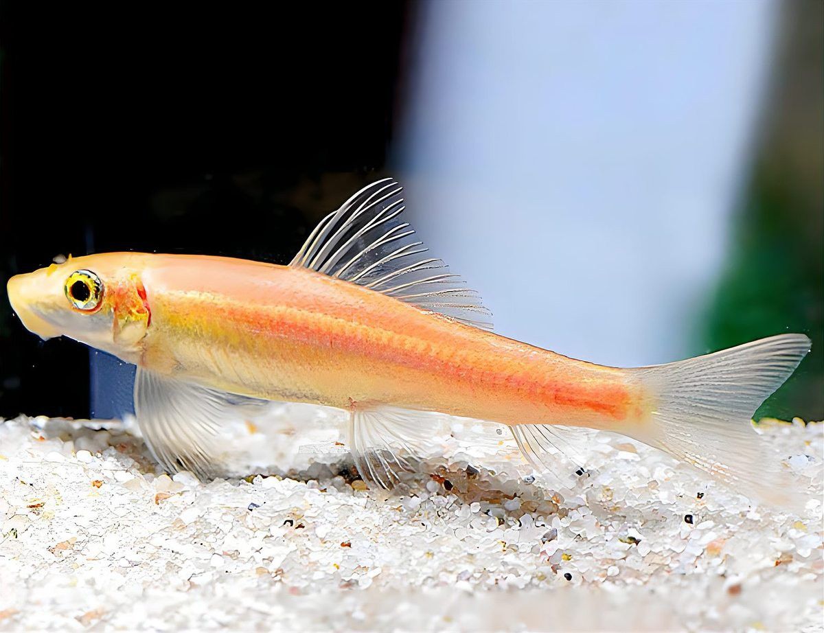 龍須貓魚混養需要多大的魚缸？