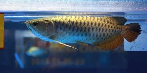 龍魚比賽比的是什么【龍魚比賽比的是什么，】