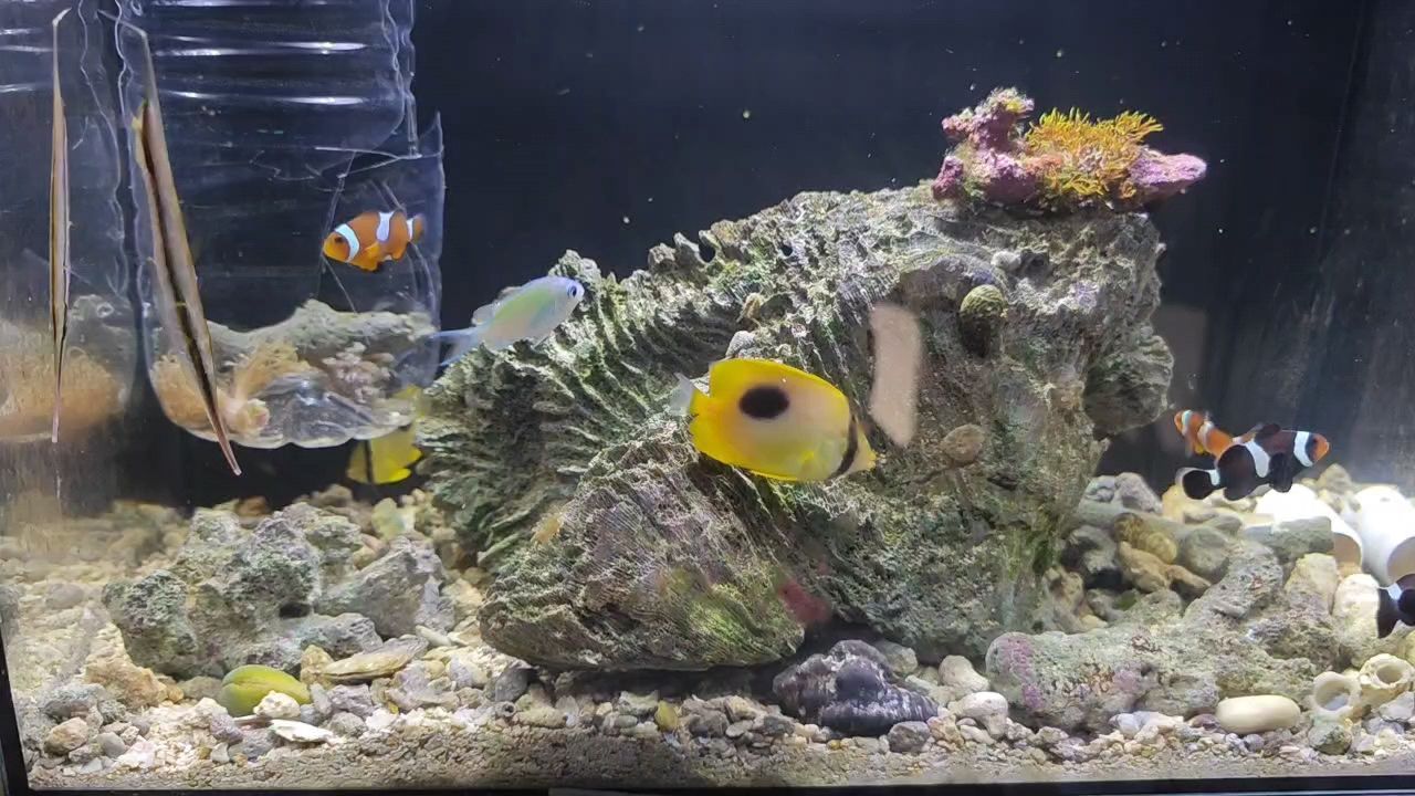 魚缸用增氧泵價格是多少:魚缸增氧機-xtrac增氧機-xtrac增氧機 金龍魚一公一母會打架嗎 龍魚百科 金龍魚一公一母會打架嗎 金龍魚一公一母會打架嗎 龍魚百科