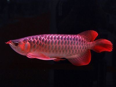 龍魚批發市場營業時間查詢表，北京龍魚批發市場營業時間匯總北京龍魚批發市場營業時間匯總 龍魚批發市場營業時間查詢表，北京龍魚批發市場營業時間匯總北京龍魚批發市場營業時間匯總 龍魚百科 第4張