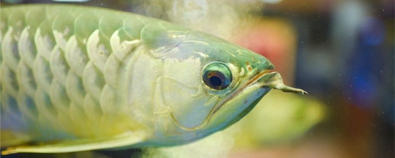 龍魚(yú)可以和錦鯉魚(yú)一起養(yǎng)么：如何改善龍魚(yú)生活環(huán)境,錦鯉魚(yú)的飼養(yǎng)技巧分享,龍魚(yú)攻擊行為的預(yù)防方法