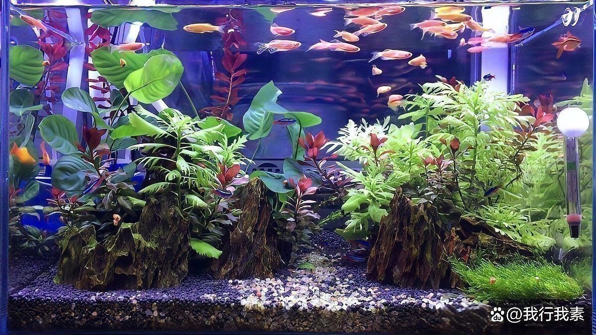 紅綠燈魚需要多大的魚缸？
