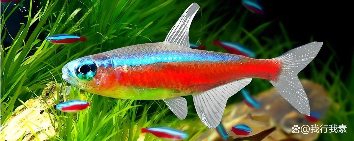 紅綠燈魚需要多大的魚缸？