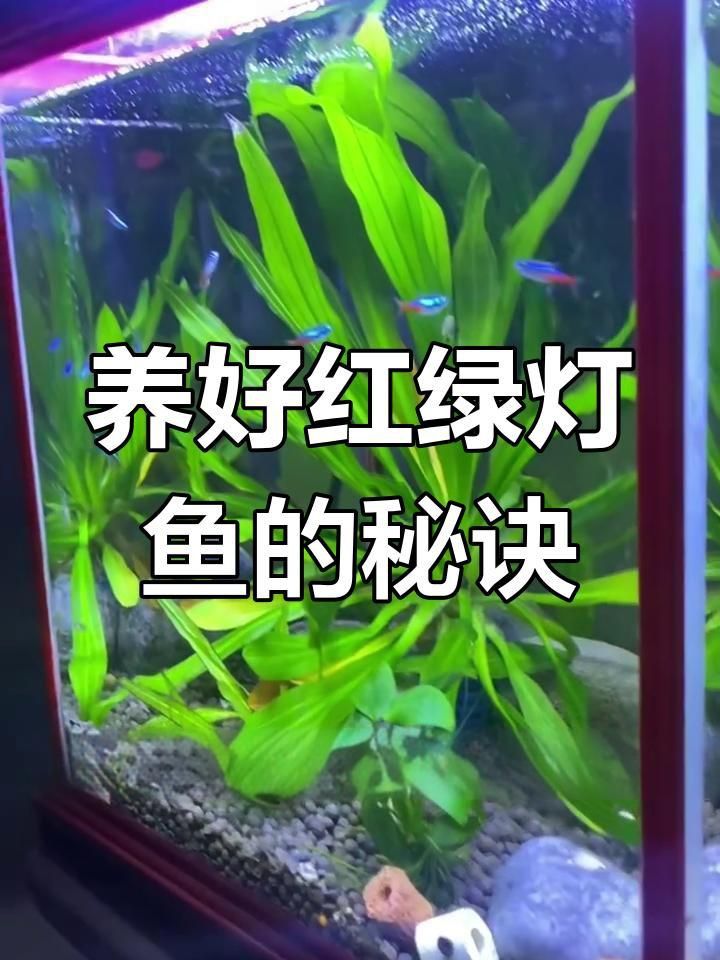 紅綠燈魚需要多大的魚缸？