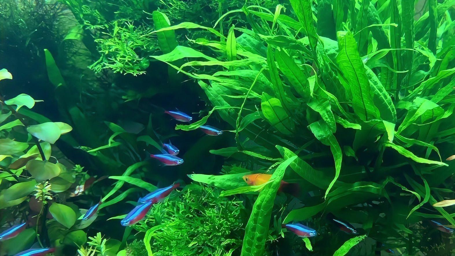 紅綠燈魚需要多大的魚缸？