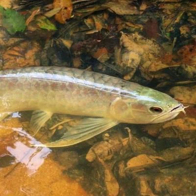野生紅龍魚能長(zhǎng)多大：價(jià)值幾十萬的野生紅龍魚養(yǎng)在空氣缸里,太漂亮了