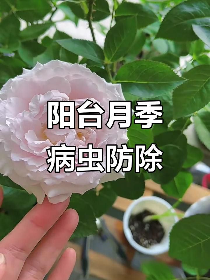 紅龍月季的病蟲害防治