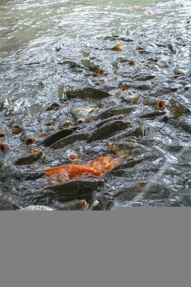 龍魚張嘴呼吸需要停食嗎？
