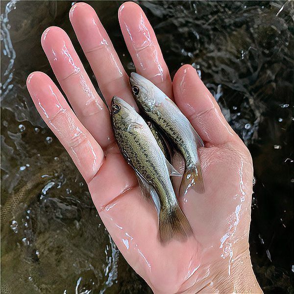 如何判斷魚鱗片脫落和潰爛的原因？