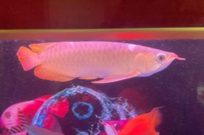 紅龍魚適宜溫度【紅龍魚冬季水溫控制方法】