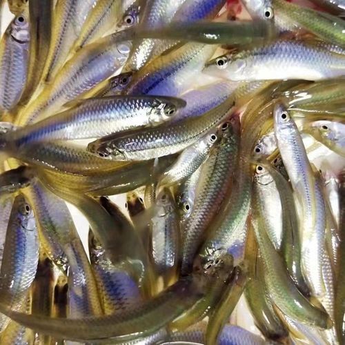 養(yǎng)龍魚吃什么飼料最好