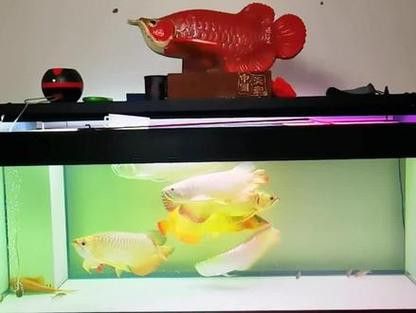 養(yǎng)龍魚吃什么飼料最好