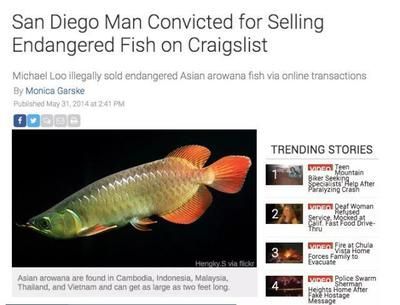 龍魚禁止進口了嗎現在：龍魚國際貿易趨勢 龍魚禁止進口了嗎現在：龍魚國際貿易趨勢 龍魚百科 第3張