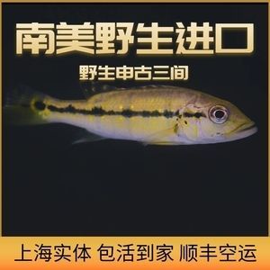龍魚禁止進口了嗎現在：龍魚國際貿易趨勢 龍魚禁止進口了嗎現在：龍魚國際貿易趨勢 龍魚百科 第2張