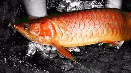 龍魚禁止進口了嗎現在：龍魚國際貿易趨勢 龍魚禁止進口了嗎現在：龍魚國際貿易趨勢 龍魚百科 第1張