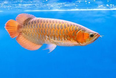 龍魚手機壁紙動態：龍魚手機壁紙動態動態