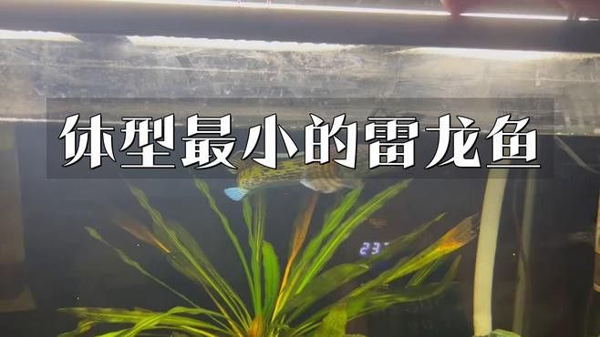 什么品種的龍魚最小最好看