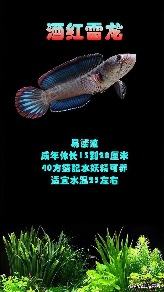 什么品種的龍魚最小最好看