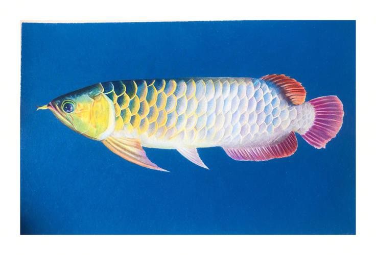 畫金龍魚的圖片大全