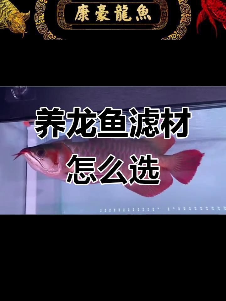龍魚用哪5種濾材最好