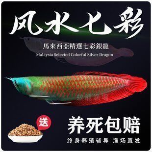 龍魚苗活體：關于龍魚苗活體的詳情 龍魚苗活體：關于龍魚苗活體的詳情 龍魚百科 第3張