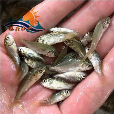 龍魚苗活體：關于龍魚苗活體的詳情 龍魚苗活體：關于龍魚苗活體的詳情 龍魚百科 第1張