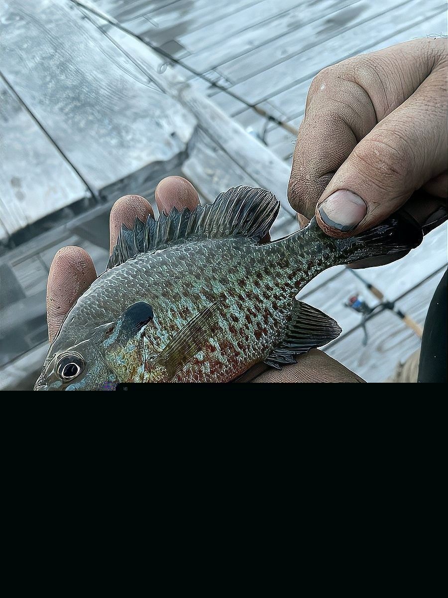 雷龍魚大小